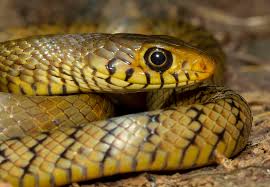 Indian Rat Snake