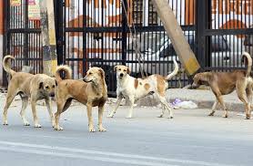 Street Dogs