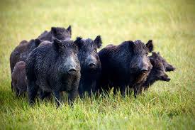 Pig