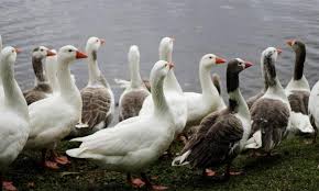 Bird fli