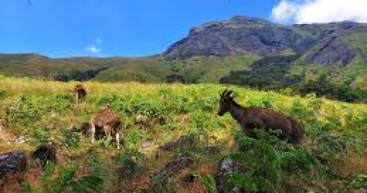 Eravikulam National Park