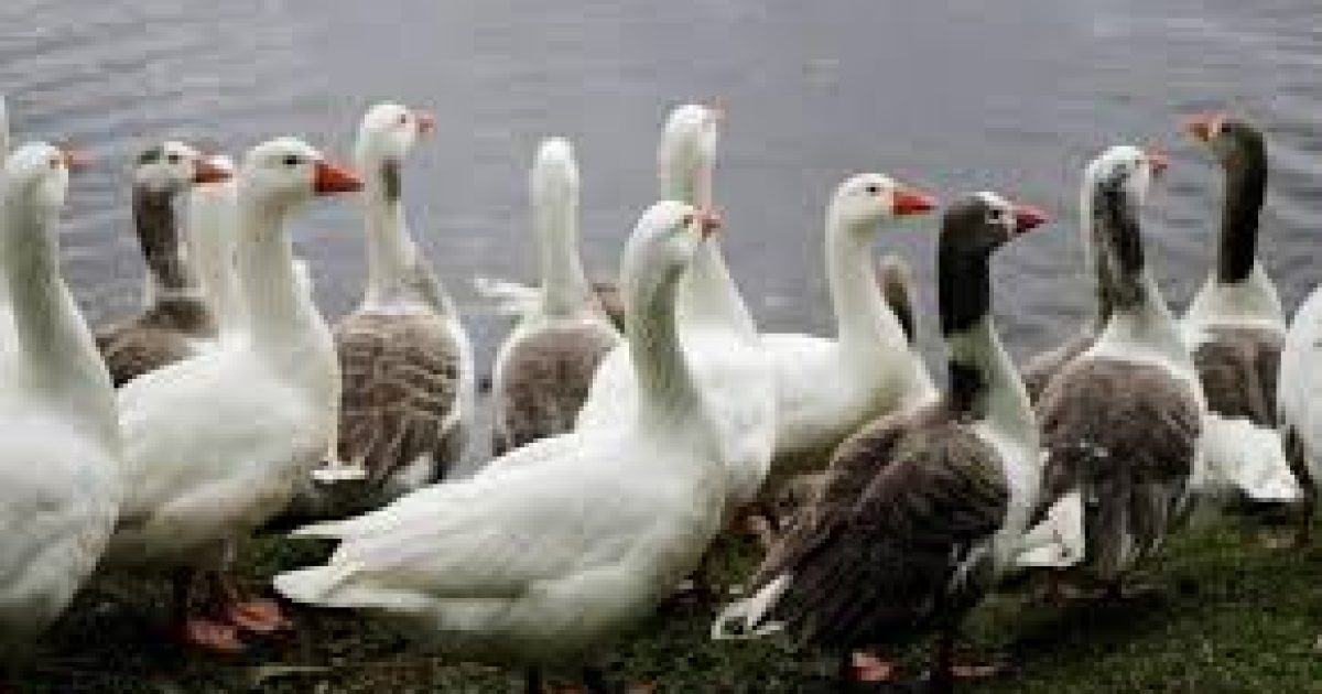Bird fli