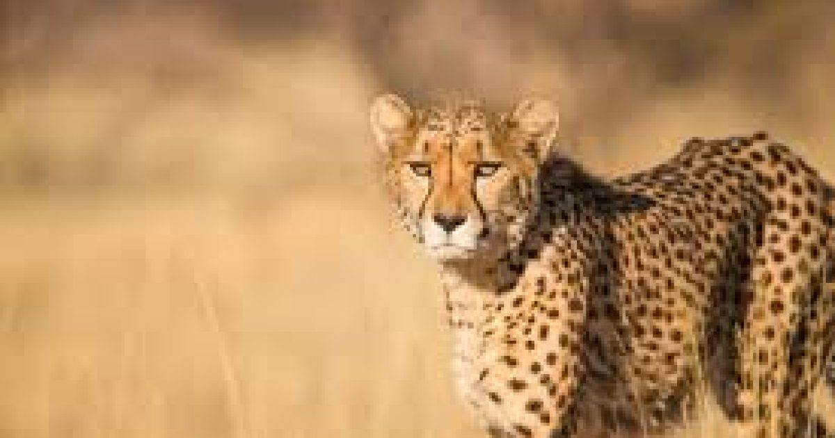 Cheetah