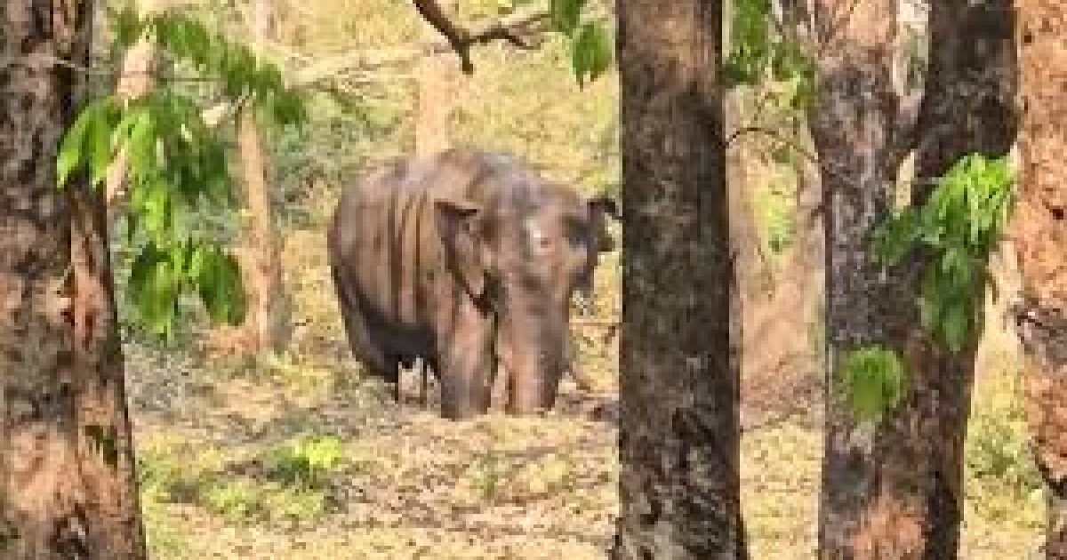 Elephant Athirapilly